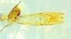 Helophorus minutus
